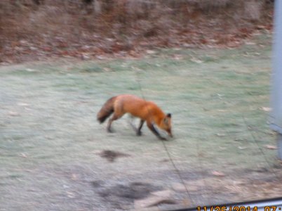 IMG 0731 c Red Fox  Kankakee IL 11-26-2014