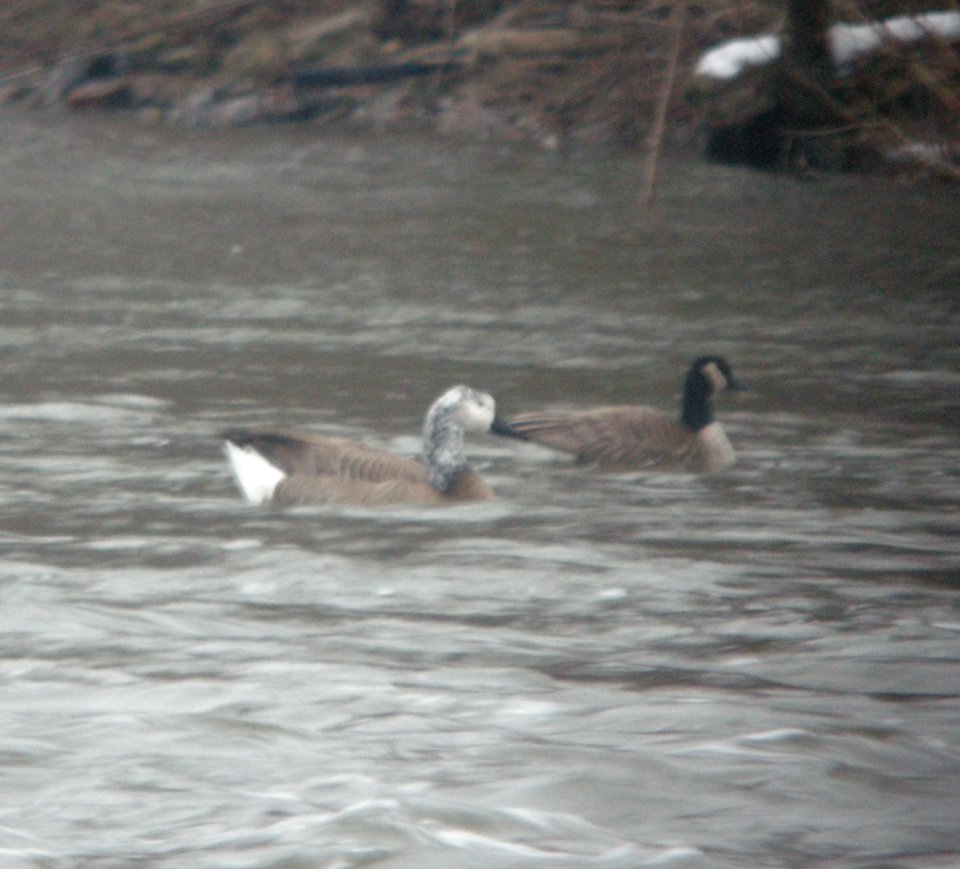 DSCN5500 c Swan Goose x Canada Goose Hybrid?  Kankakee IL 1-23-2015
