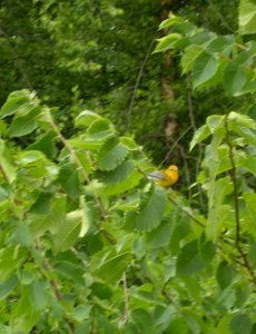 DSCN9683 c Prothonotary Warbler Newton Co IN 8-2-13