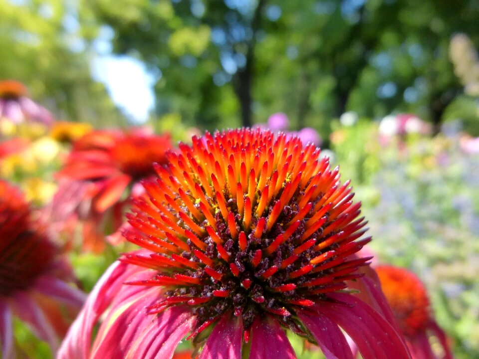 Ornamental plants flower garden summer