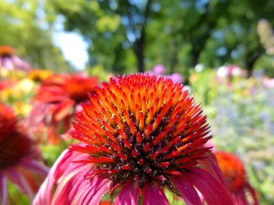 Ornamental plants flower garden summer