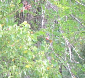 IMG 0026 c Prothonotary Warbler LaSalle FWA IN 8-7-2014 (Photo thru bins)