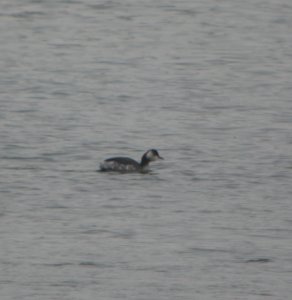 DSCN1603 c Horned Grebe Kankakee Co IL 1-9-2014