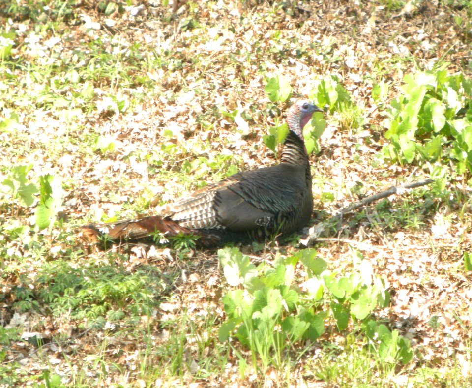 DSCN6295 c Wild Turkey Kankakee IL 4-24-2015