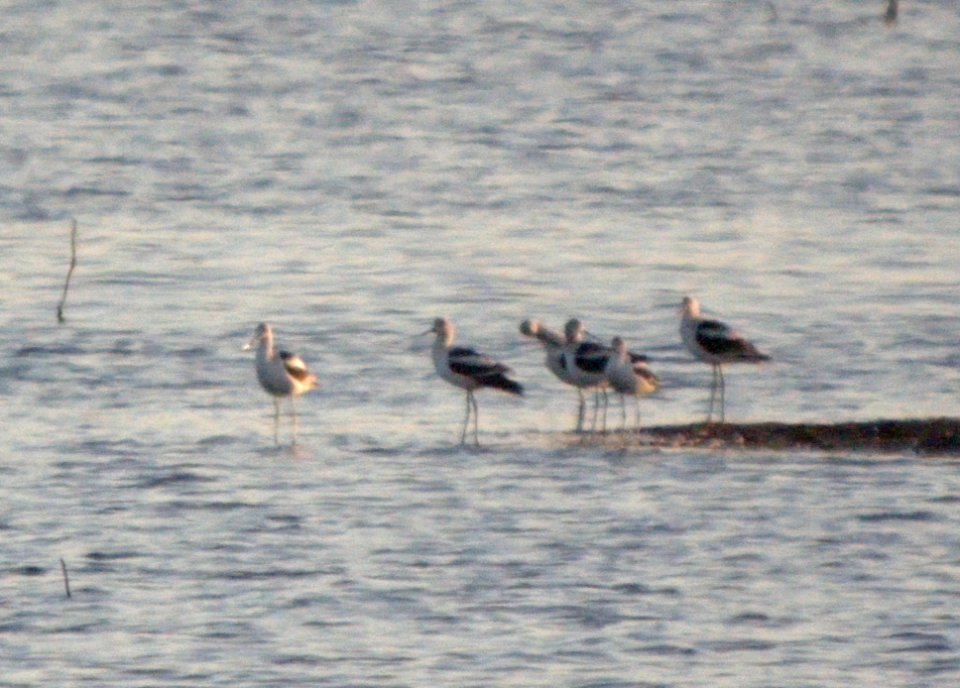 DSCN3602 c American Avocet Willow Slough FWA IN 9-12-10