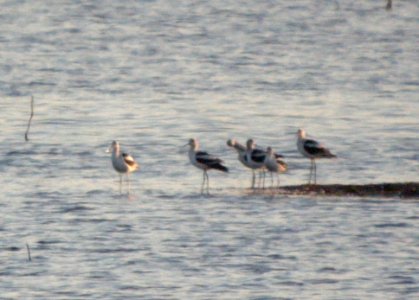 DSCN3602 c American Avocet Willow Slough FWA IN 9-12-10