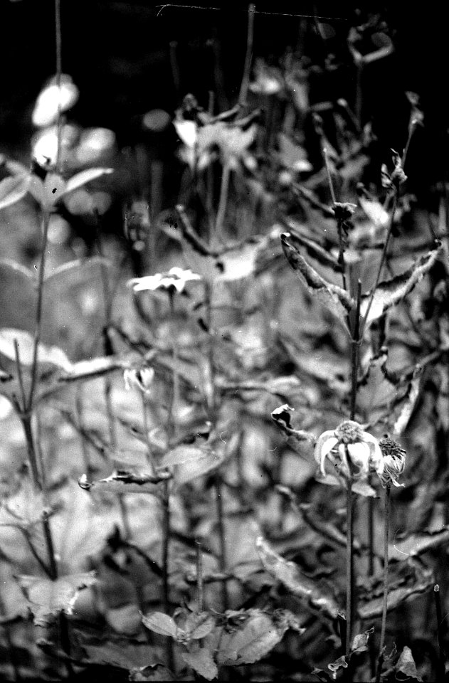 Zenit 11 - Melancholy Garden 02