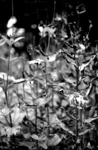 Zenit 11 - Melancholy Garden 02