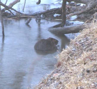 IMG 1047 c Beaver Bourbonnais IL 1-21-2015
