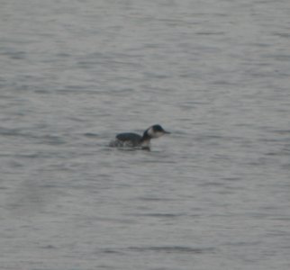 DSCN1602 c Horned Grebe Kankakee Co IL 1-9-2014 photo