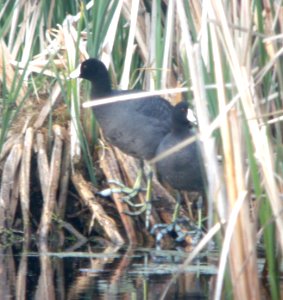 DSCN6846 c American Coot Willow Slough FWA IN 5-18-2015