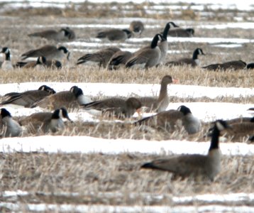 DSCN2513 c Greater White-fronted Goose Grundy Co IL 2-23-2014 photo