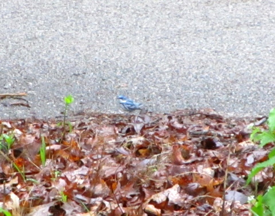 IMG 1500 c Cerulean Warbler Willow Slough IN 5-10-2015