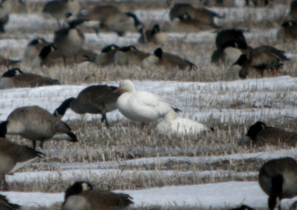 DSCN2533 c Snow Goose Grundy Co IL 2-24-2014