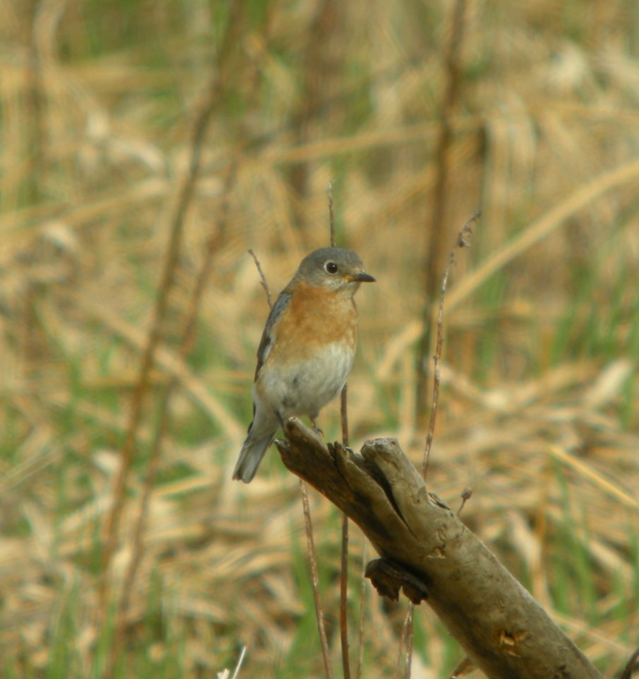DSCN6234 c Eastern Bluebird LaSalle FWA IN 4-19-2015