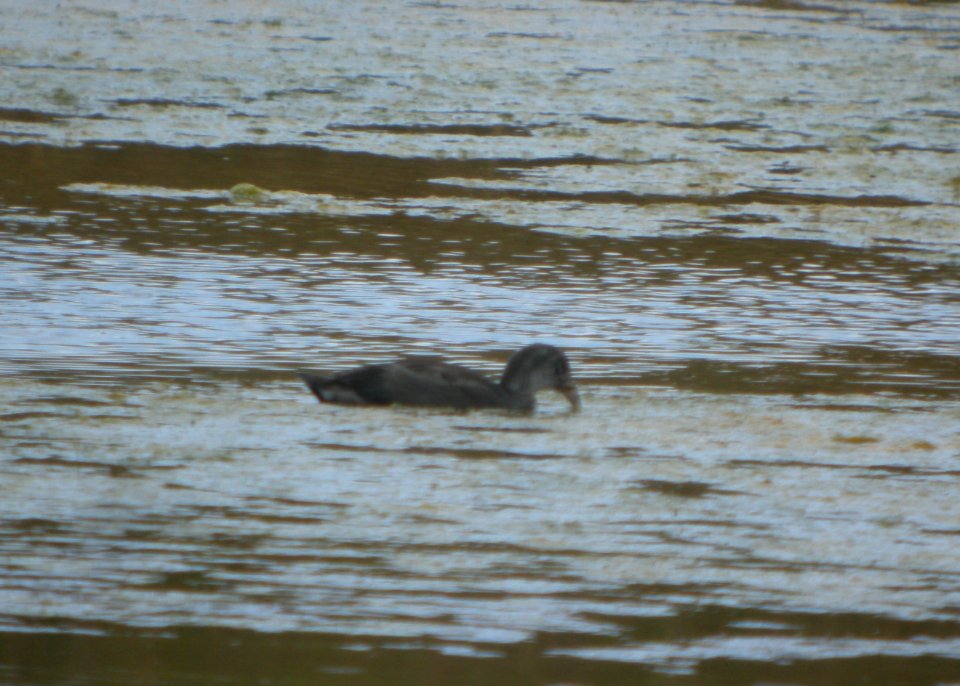 DSCN5830 c Hawaiian Coot Kahuku Aqua Ponds Honolulu Co HI 3-12-2015