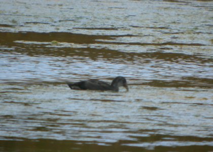 DSCN5830 c Hawaiian Coot Kahuku Aqua Ponds Honolulu Co HI 3-12-2015