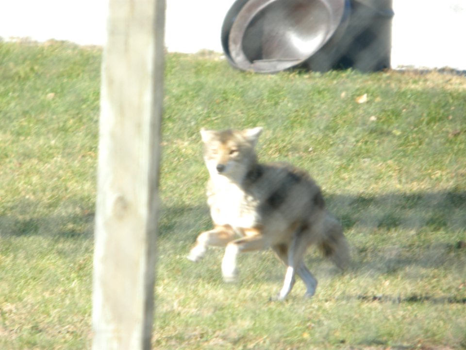 DSCN4946 Coyote Braidwood Lake IL 11-21-2014