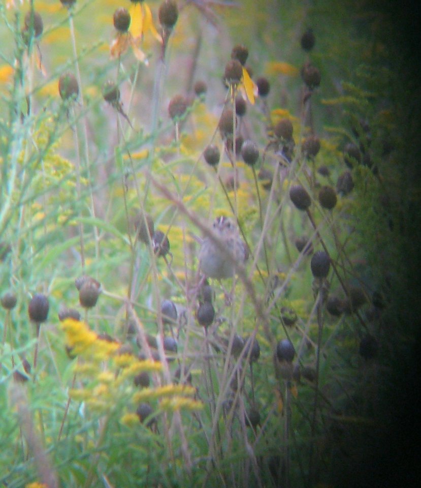 IMG 0950 c Le Conte's Sparrow (Adult #1) Kankakee Co IL 8-29-13 Binocular Photo