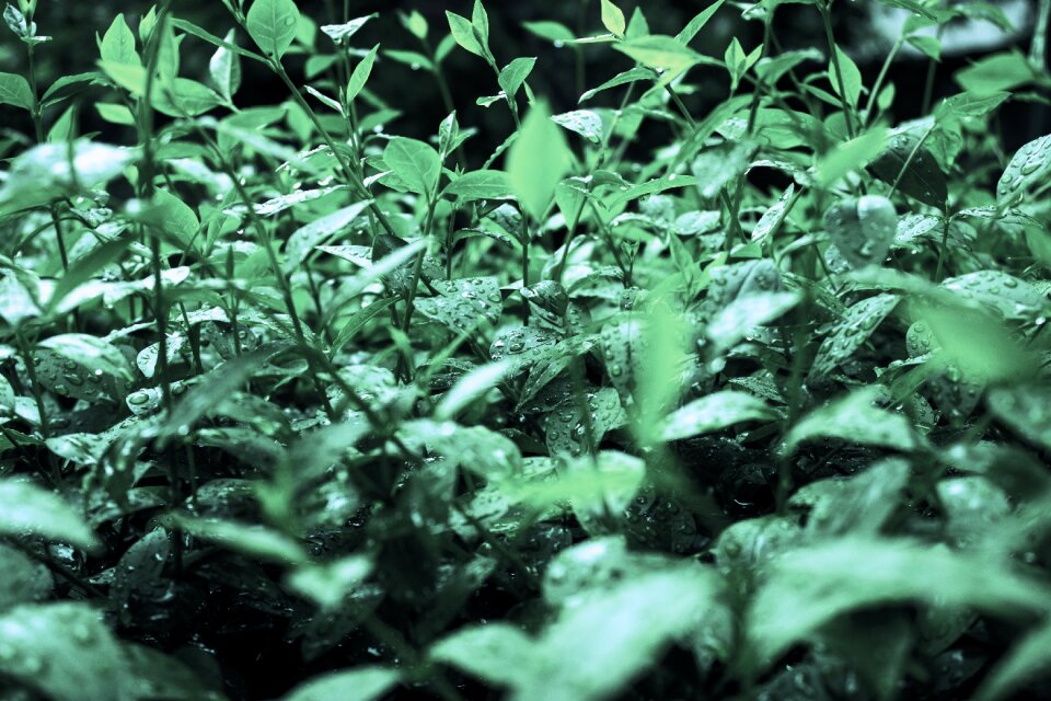 Nature water green