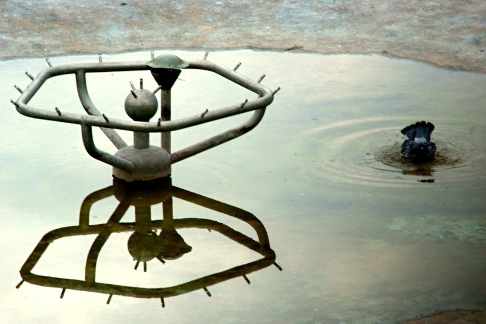Sony Alpha A230 with Pentacon Electric 4/200 MC - Pigeon Bathing in Drying Fountain 2