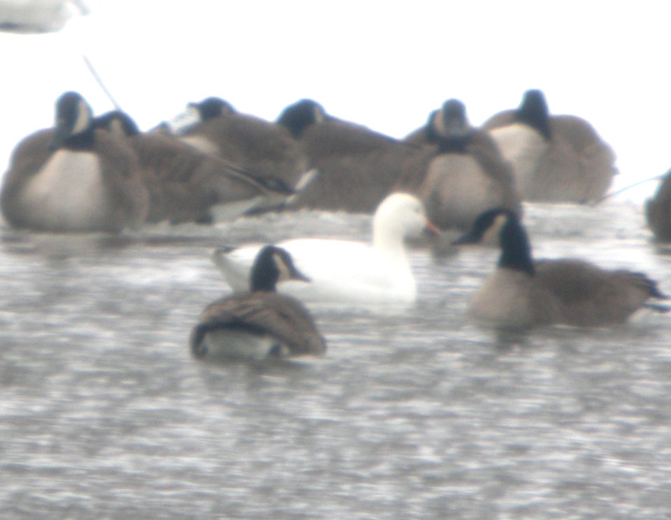 DSCN5699 c Snow Goose Aroma Park IL 2-28-2015