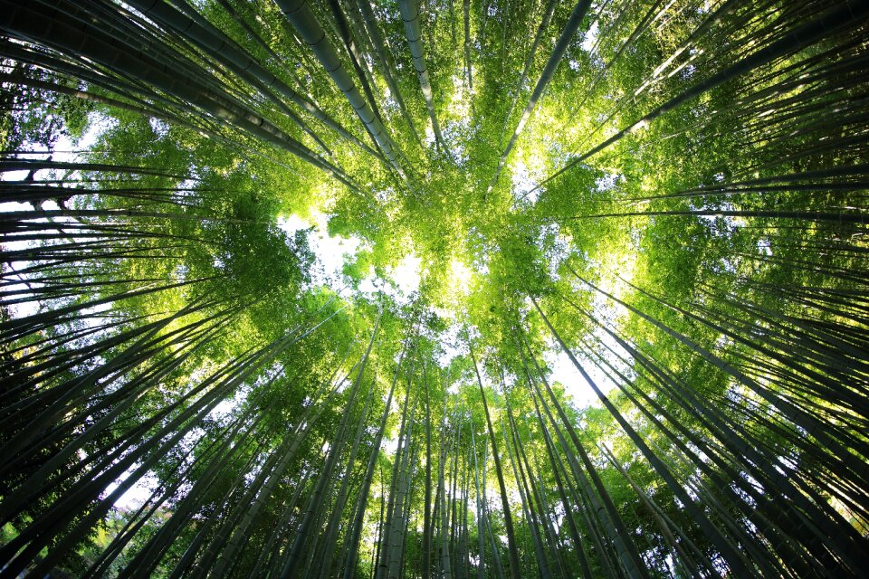 Trunks nature woods