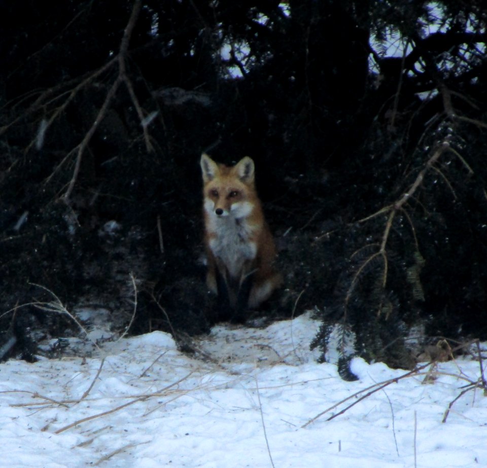 IMG 1129 c Red Fox  Kankakee IL 2-17-2015