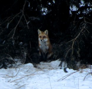 IMG 1129 c Red Fox  Kankakee IL 2-17-2015