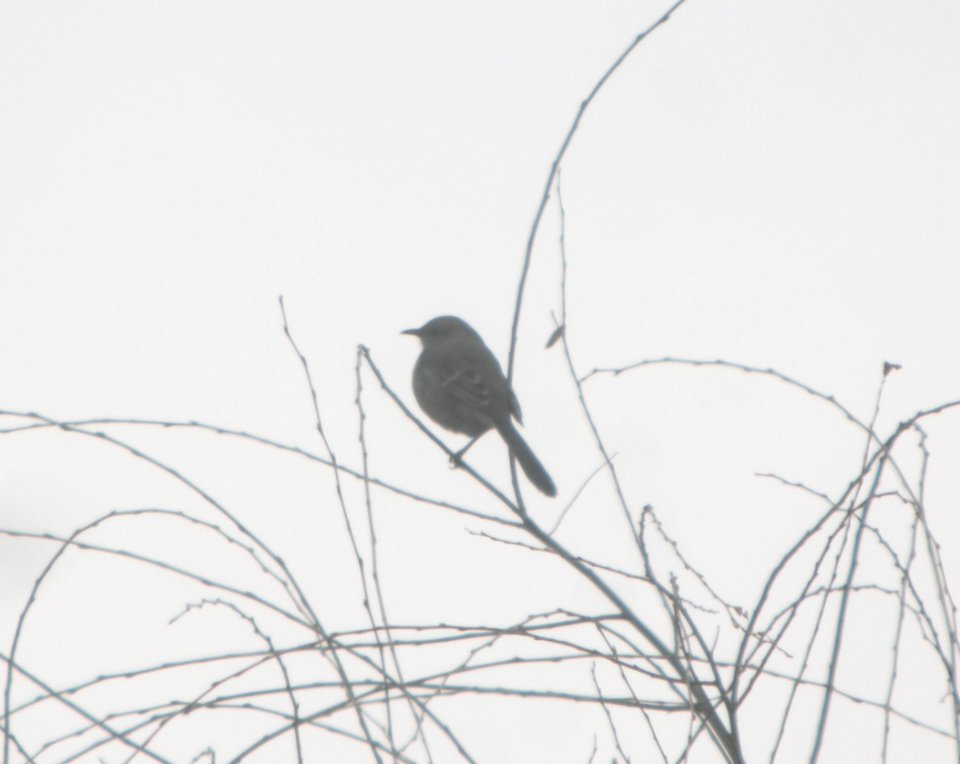 DSCN5797 c Northern Mockingbird Newton Co IN 3-10-2015