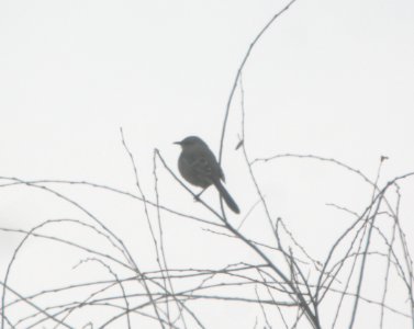 DSCN5797 c Northern Mockingbird Newton Co IN 3-10-2015