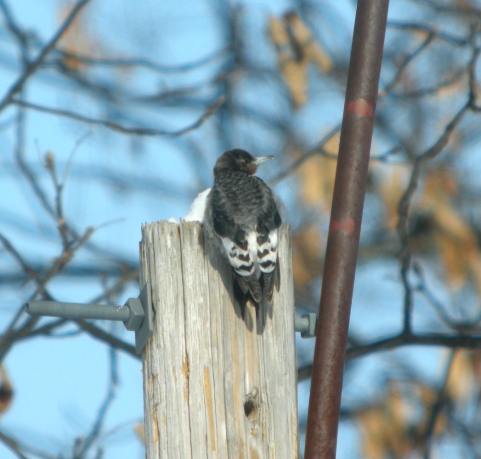 DSCN5717 c Red-headed  Woodpecker Aroma Park IL 3-2-2015