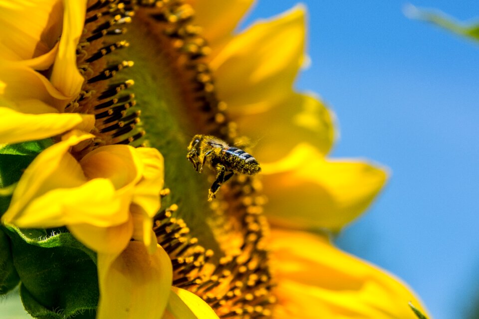 Busy bee plenty of natural light summer