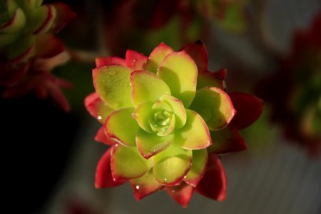 Rosée du matin