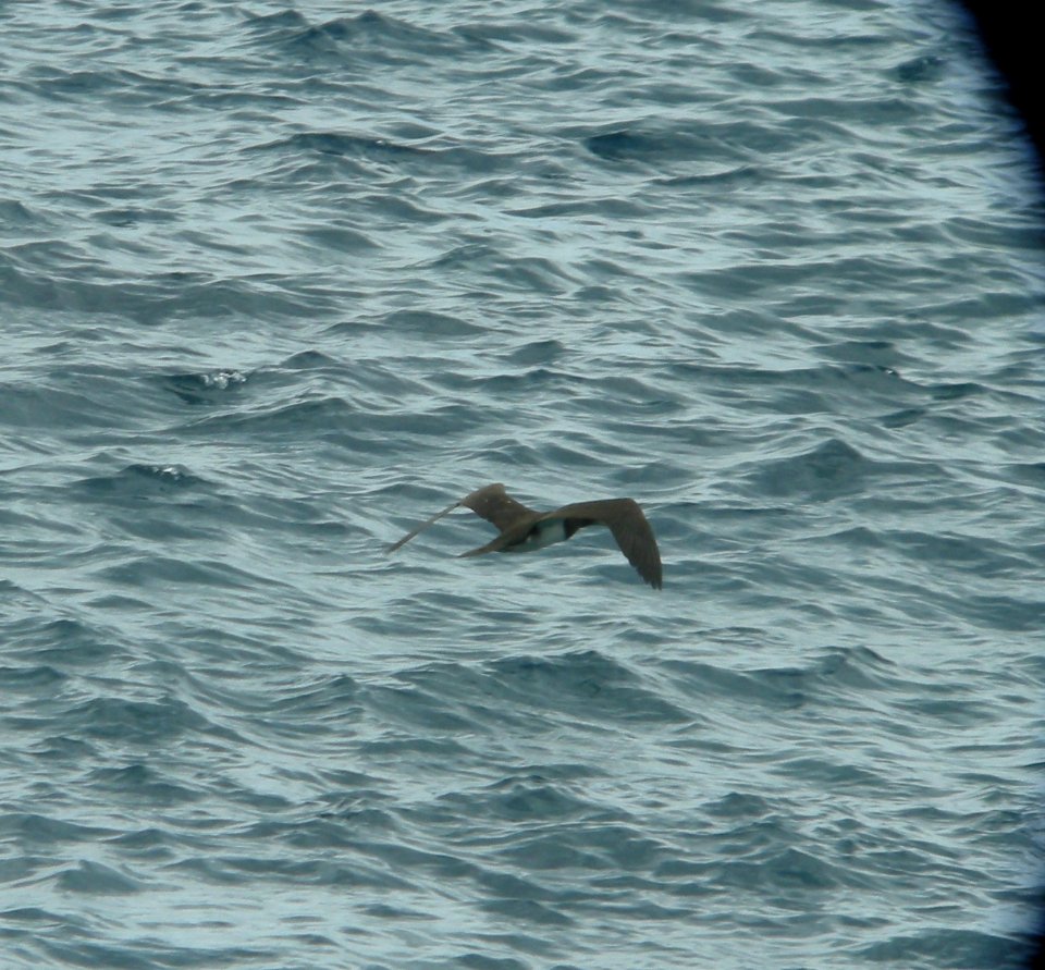 DSCN5907 c Brown Booby Ka'ena SP Honolulu Co HI 3-15-2015