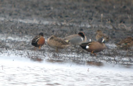 DSCN6116 c Blue-winged x Cinnamon Teal TNC Kankakee Sands IN 4-6-2015