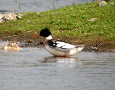 DSCN2034 c Red-breasted Merganser Newton Co IN 3-26-12