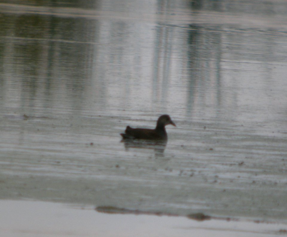 DSCN9178 c Common Gallinule (Juv) Newton Co IN 9-16-11
