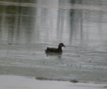 DSCN9178 c Common Gallinule (Juv) Newton Co IN 9-16-11