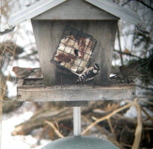 DSCN0680 c Downey Woodpecker (Partial Pacific subspecies?) Kankakee IL 3-1-2014 (Photo thru Bins)