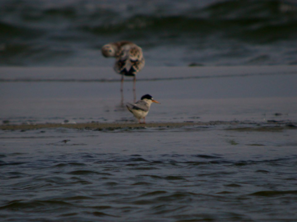 DSCN8239 Little Tern Tabasulu Estonia 7-26-07
