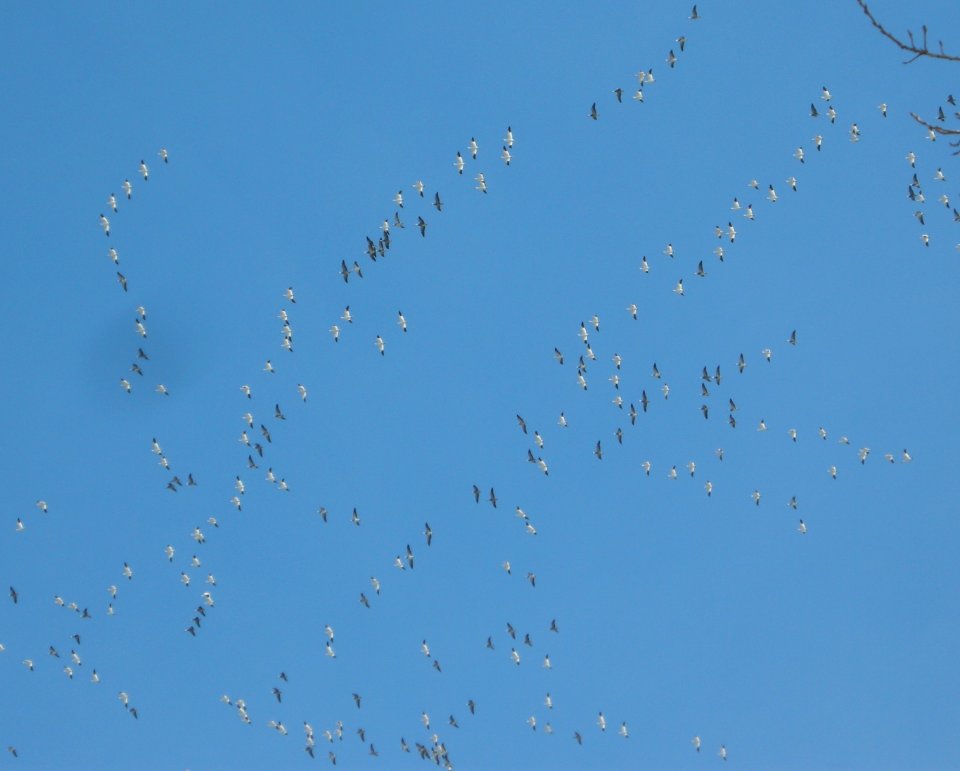 DSCN2653 c Snow Goose Kankakee IL 3-10-2014