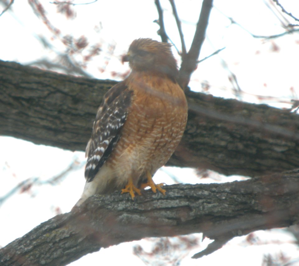 DSCN6670 c Red-shouldered Hawk  Kankakee Co IL 01-05-13