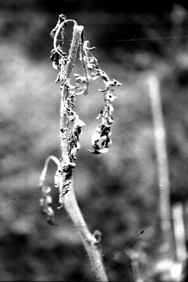Zenit 11 - Melancholy Garden 05