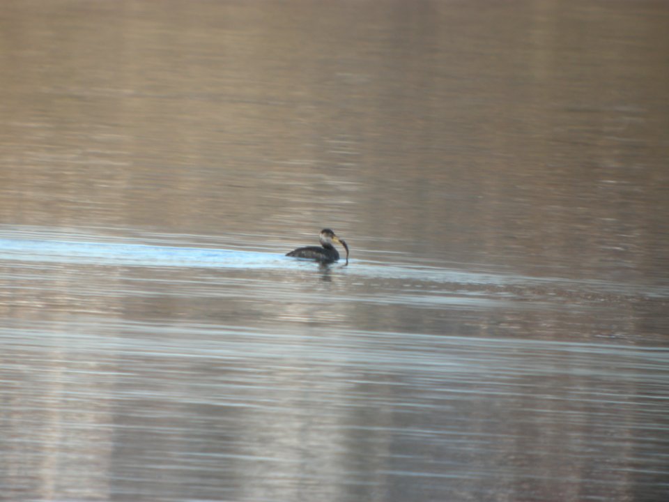 DSCN5157 Red-necked Grebe Chatfield Res. CO 12-7-2014