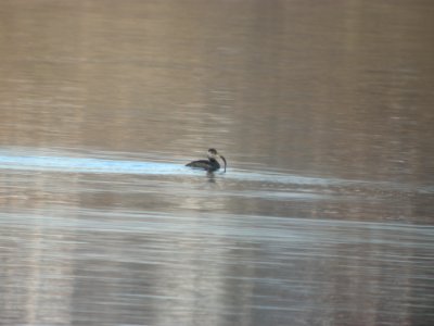DSCN5157 Red-necked Grebe Chatfield Res. CO 12-7-2014