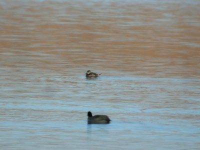 DSCN5161 Ruddy Duck Chatfield Res CO 12-7-2014
