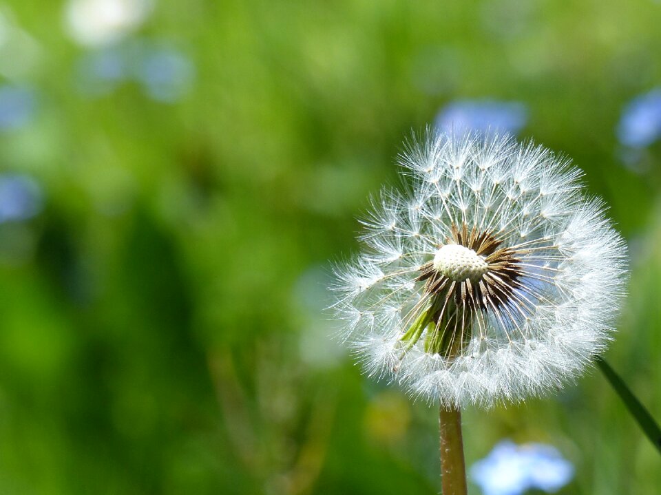 Meadow spring close up photo