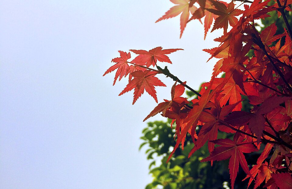Red leaves campus summer