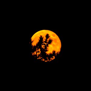 Rising through the Pines